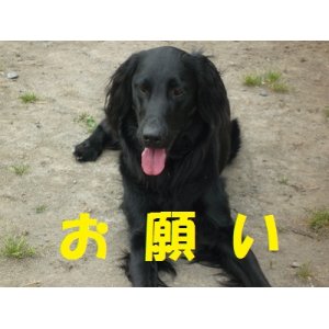 画像: ご注文の前にお読みください